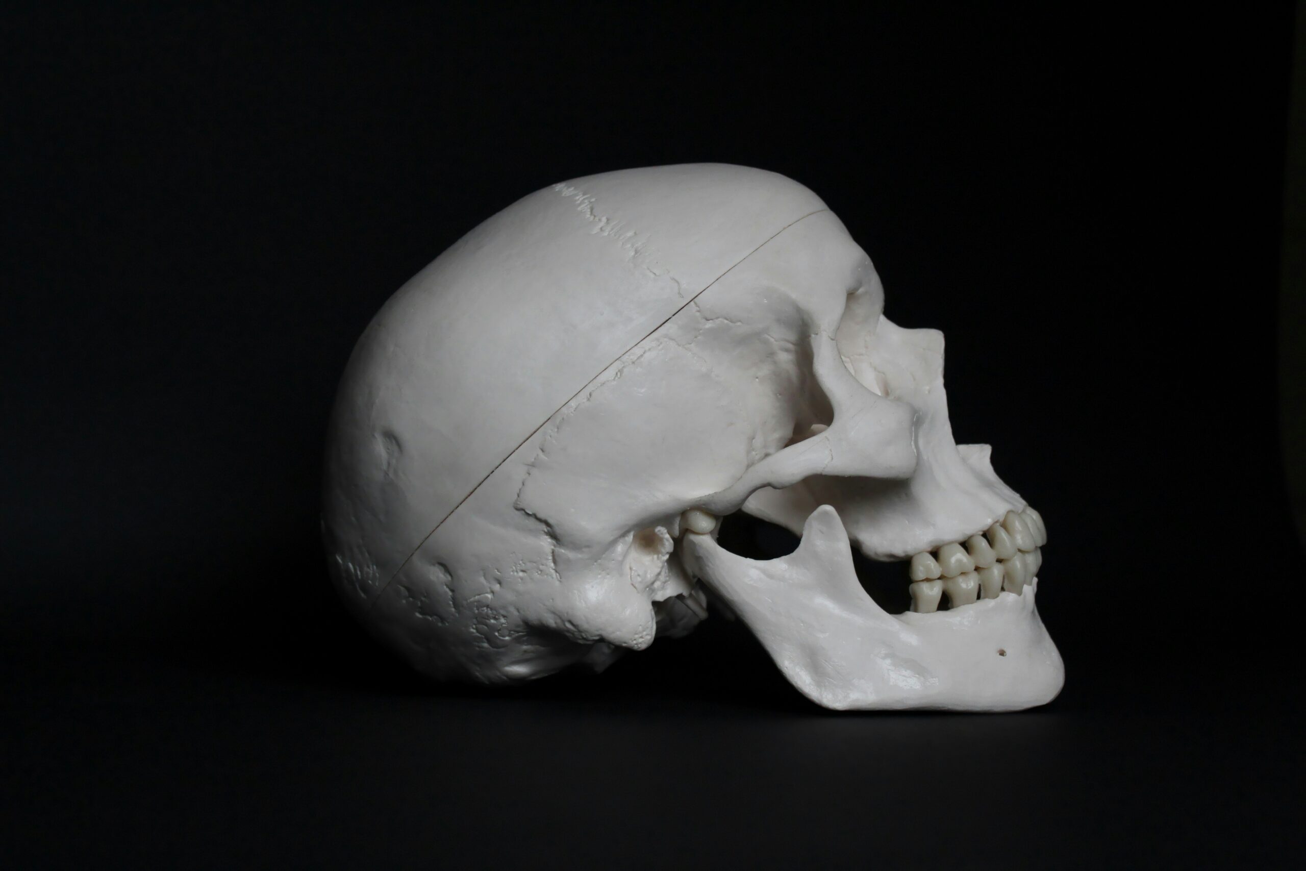 Side profile of a skull on a black background